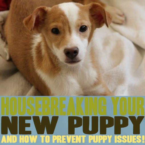 ... housebreak your puppy, crate training and how to prevent puppy issues