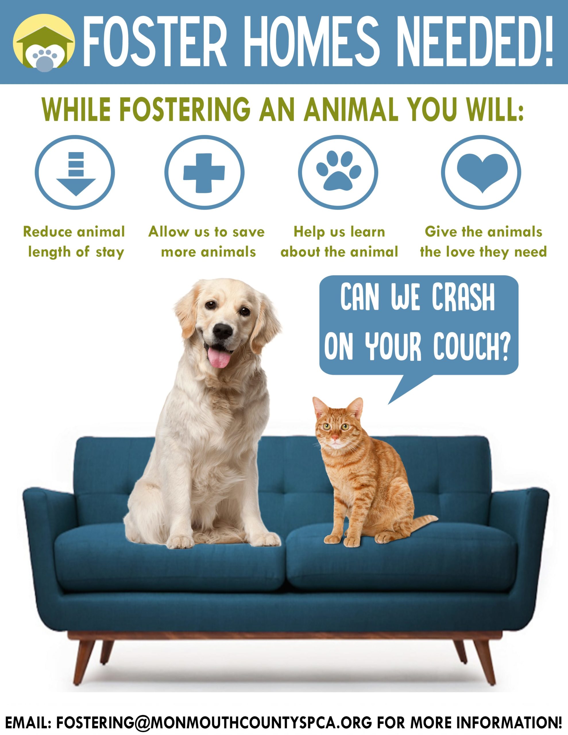 can you foster dogs