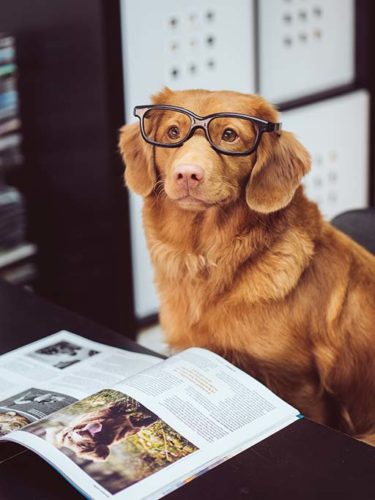 Dog reading