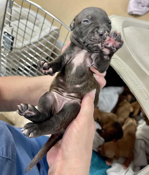 newborn blue nose pitbull puppies