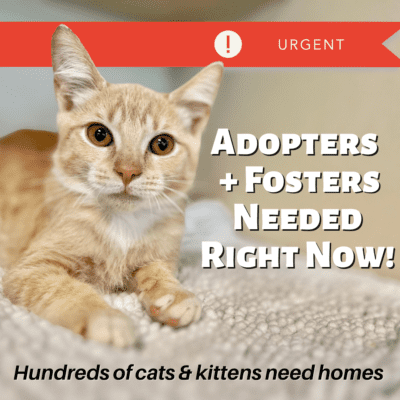 Adopters/Fosters Needed Now