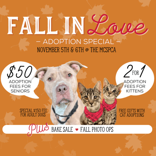 fall-in-love-web
