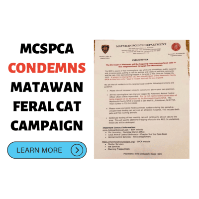 MONMOUTH COUNTY SPCA CONDEMNS MATAWAN FERAL CAT CAMPAIGN