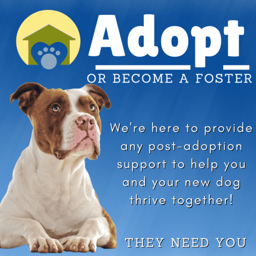 Urgent Need for Pet Adoption - Find Dogs & Cats & More