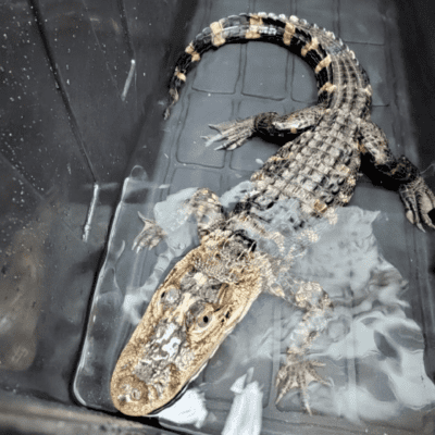 Alligator Found in Neptune