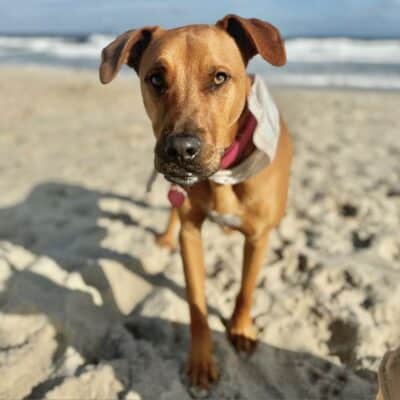 Hubert (Currently in Foster)