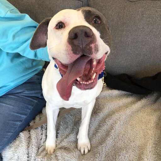 Petey 3