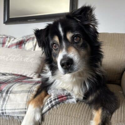 Rigby (Currently In Foster)