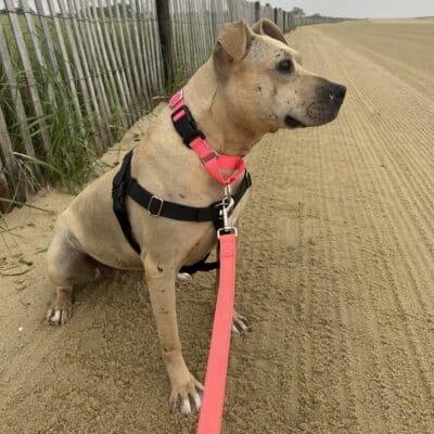 Galaxy (Currently in Foster)