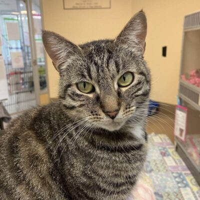 Rhea – FeLV+