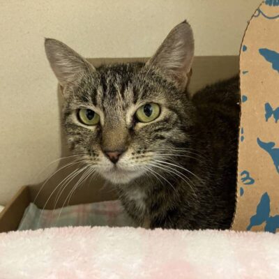 Rhea – FeLV+