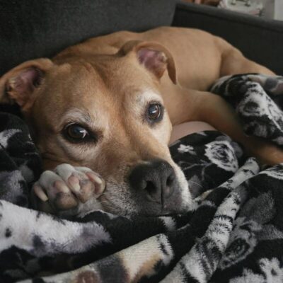 Ace (Currently in Foster)